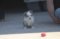 Rains Tiny BMM (Teacup), a male Toy Australian Shepherd for sale in Normangee, TX – Photo 4 of 7
