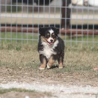 Woodstock (Teacup), a male Toy Australian Shepherd for sale in Normangee, TX – Photo 6 of 9