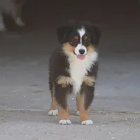 Woodstock (Teacup), a male Toy Australian Shepherd for sale in Normangee, TX – Photo 8 of 9