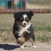 Woodstock (Teacup), a male Toy Australian Shepherd for sale in Normangee, TX – Photo 3 of 9