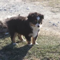 Woodstock (Teacup), a male Toy Australian Shepherd for sale in Normangee, TX – Photo 5 of 9