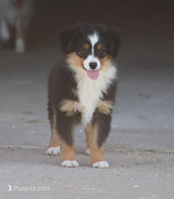Woodstock (Teacup), a male Toy Australian Shepherd for sale in Normangee, TX – Photo 1 of 9
