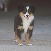 Woodstock (Teacup), a male Toy Australian Shepherd for sale in Normangee, TX – Photo 1 of 9