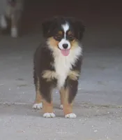 Woodstock (Teacup), a male Toy Australian Shepherd for sale in Normangee, TX – Photo 1 of 9