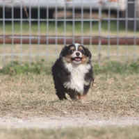 Woodstock (Teacup), a male Toy Australian Shepherd for sale in Normangee, TX – Photo 7 of 9
