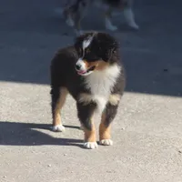 Woodstock (Teacup), a male Toy Australian Shepherd for sale in Normangee, TX – Photo 9 of 9