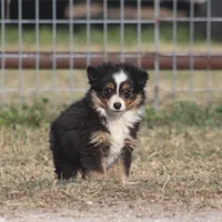 Woodstock (Teacup), a male Toy Australian Shepherd for sale in Normangee, TX – Photo 2 of 9