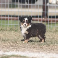 Woodstock (Teacup), a male Toy Australian Shepherd for sale in Normangee, TX – Photo 4 of 9