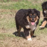 Levi, a male Toy Australian Shepherd for sale in Normangee, TX – Photo 9 of 10