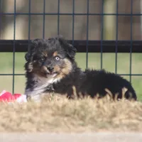 Levi, a male Toy Australian Shepherd for sale in Normangee, TX – Photo 5 of 10