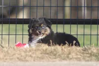 Levi, a male Toy Australian Shepherd for sale in Normangee, TX – Photo 4 of 6