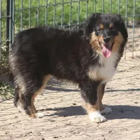 Levi, a male Toy Australian Shepherd for sale in Normangee, TX – Photo 1 of 10