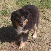 Levi, a male Toy Australian Shepherd for sale in Normangee, TX – Photo 8 of 10
