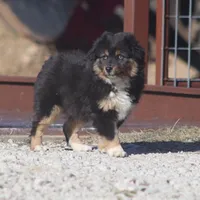 Levi, a male Toy Australian Shepherd for sale in Normangee, TX – Photo 2 of 10