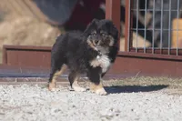 Levi, a male Toy Australian Shepherd for sale in Normangee, TX – Photo 1 of 6