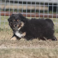 Levi, a male Toy Australian Shepherd for sale in Normangee, TX – Photo 4 of 10