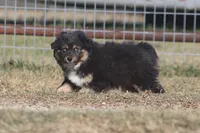 Levi, a male Toy Australian Shepherd for sale in Normangee, TX – Photo 3 of 6