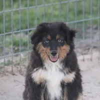 Levi, a male Toy Australian Shepherd for sale in Normangee, TX – Photo 10 of 10