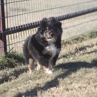 Levi, a male Toy Australian Shepherd for sale in Normangee, TX – Photo 6 of 10