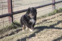 Levi, a male Toy Australian Shepherd for sale in Normangee, TX – Photo 5 of 6