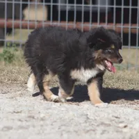 Levi, a male Toy Australian Shepherd for sale in Normangee, TX – Photo 3 of 10
