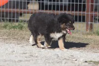Levi, a male Toy Australian Shepherd for sale in Normangee, TX – Photo 2 of 6