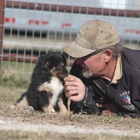 Levi, a male Toy Australian Shepherd for sale in Normangee, TX – Photo 6 of 6