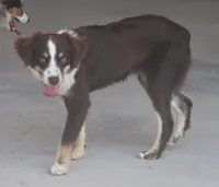 Rojo, a male Toy Australian Shepherd for sale in Normangee, TX – 3 of 7