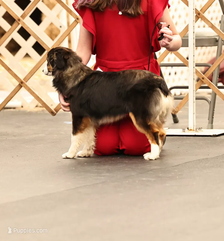 Faith  – Toy Australian Shepherd puppy for sale in Normangee, TX