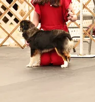 Faith , a female Toy Australian Shepherd for sale in Normangee, TX – 1 of 1