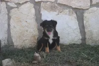 Luke, a male Toy Australian Shepherd for sale in Normangee, TX – Photo 3 of 10