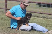 Luke, a male Toy Australian Shepherd for sale in Normangee, TX – Photo 4 of 10