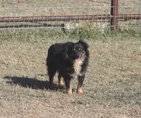 Luke, a male Toy Australian Shepherd for sale in Normangee, TX – Photo 10 of 10