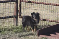 Luke, a male Toy Australian Shepherd for sale in Normangee, TX – Photo 1 of 10