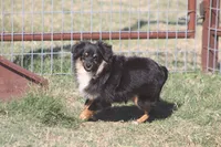 Luke, a male Toy Australian Shepherd for sale in Normangee, TX – Photo 9 of 10