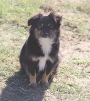 Luke, a male Toy Australian Shepherd for sale in Normangee, TX – Photo 8 of 10