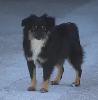 Luke, a male Toy Australian Shepherd for sale in Normangee, TX – Photo 5 of 10