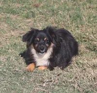 Luke, a male Toy Australian Shepherd for sale in Normangee, TX – Photo 6 of 10
