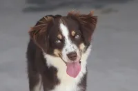 Rojo, a male Toy Australian Shepherd for sale in Normangee, TX – 5 of 7