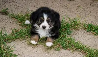 Manor, a male Toy Australian Shepherd for sale in Normangee, TX – 3 of 5