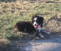 Cooper, a male Toy Australian Shepherd for sale in Normangee, TX – Photo 9 of 10