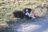 Cooper, a male Toy Australian Shepherd for sale in Normangee, TX – Photo 1 of 10