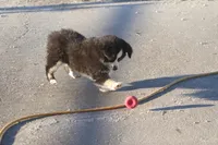 Cooper, a male Toy Australian Shepherd for sale in Normangee, TX – Photo 7 of 10