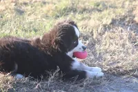Cooper, a male Toy Australian Shepherd for sale in Normangee, TX – Photo 2 of 10