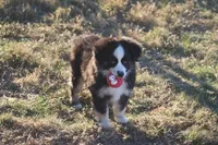 Cooper, a male Toy Australian Shepherd for sale in Normangee, TX – Photo 3 of 10