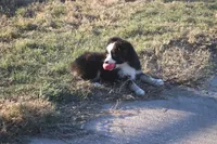 Cooper, a male Toy Australian Shepherd for sale in Normangee, TX – Photo 6 of 10