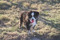 Cooper, a male Toy Australian Shepherd for sale in Normangee, TX – Photo 5 of 10