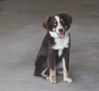 Rojo, a male Toy Australian Shepherd for sale in Normangee, TX – 4 of 7