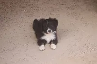 Maggie, a female Toy Australian Shepherd for sale in Normangee, TX – 2 of 4