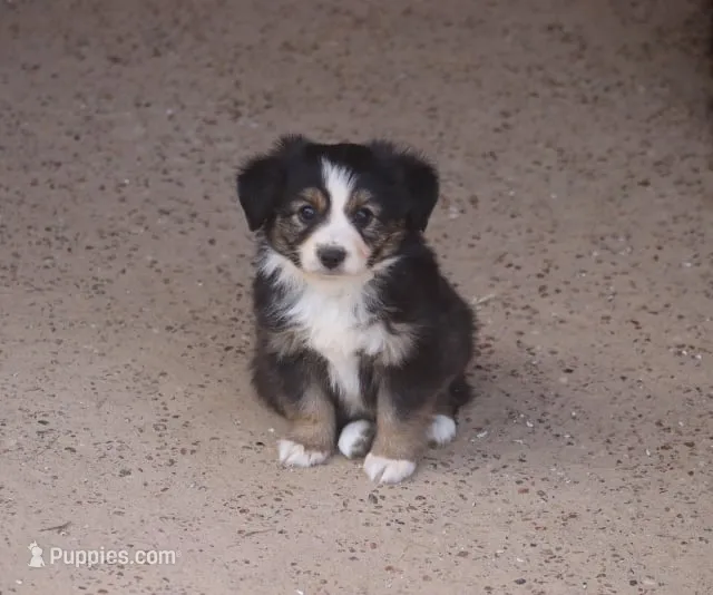 Manor – Toy Australian Shepherd puppy for sale in Normangee, TX